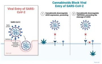Researchers say cannabis may help treat Covid-19
