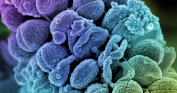 Η αναζήτηση απλών κανόνων για τη δημιουργία μιας μικροβιακής κοινότητας | Περιοδικό Quanta