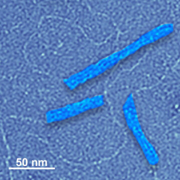 Opbygning af en DNA-nanopartikel til at være både bærer og medicin
