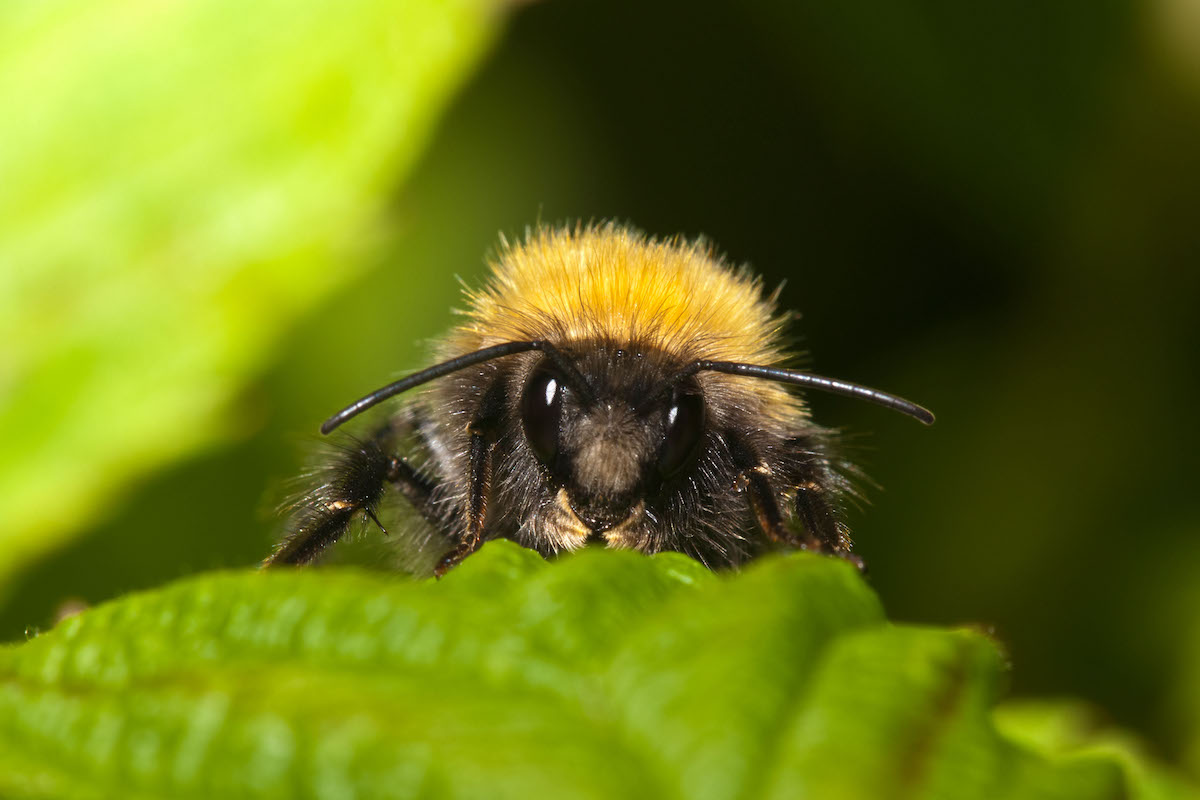 BumbleBee Malware Buzzes Back on the Scene After 4-Month Hiatus