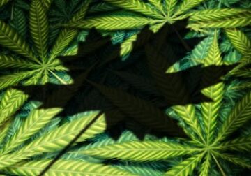 Kanada gibt zu, warum der illegale Cannabismarkt seinen legalen Markt vernichtet – niedrigere Preise, bessere Auswahl und Komfort!