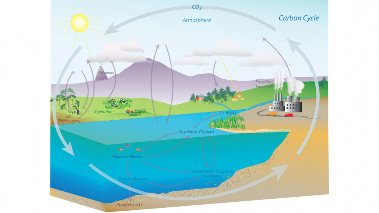 Carbon cycle courtesy NOAA