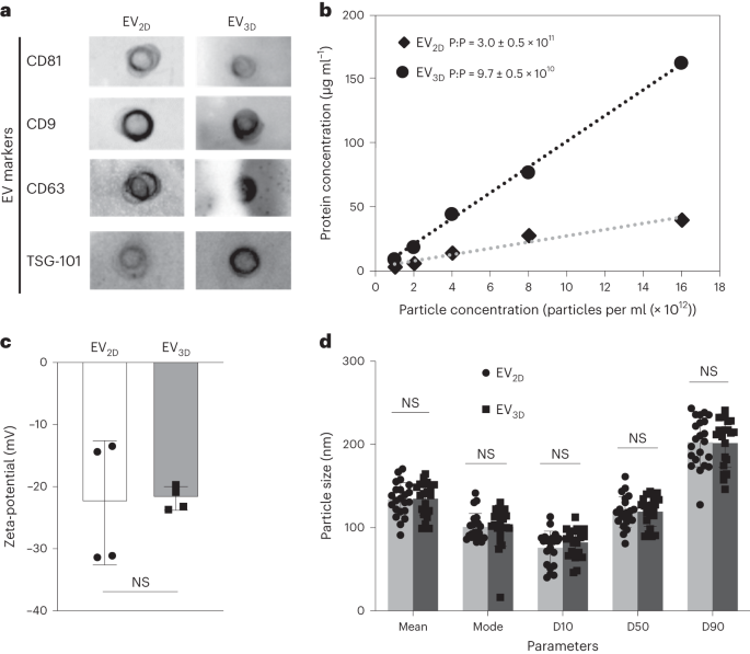 La captación celular y la distribución in vivo de vesículas extracelulares derivadas de células madre mesenquimales dependen de la corona de proteínas - Nature Nanotechnology