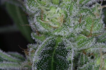 Chill Out with the Cool Vibes of Snowball Weed: A Strain Review