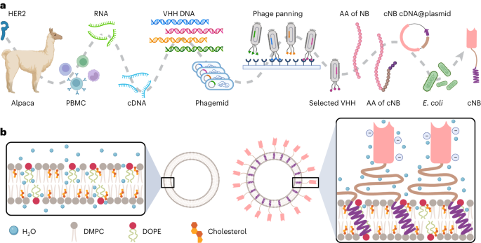 Chimeric nanobody-decorated liposomes by self-assembly - Nature Nanotechnology