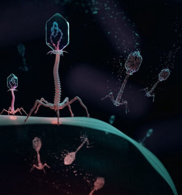 مصنوعی انجینئرڈ جینوم کا استعمال کرتے ہوئے وائرس مزاحم بیکٹیریم بنانا