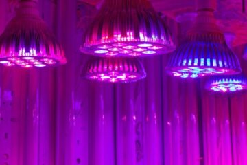 Dialing in Your Grow Lights