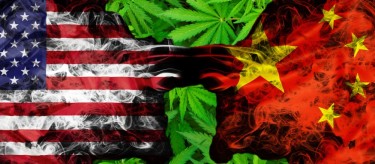 China and US marijuana grows in the USA