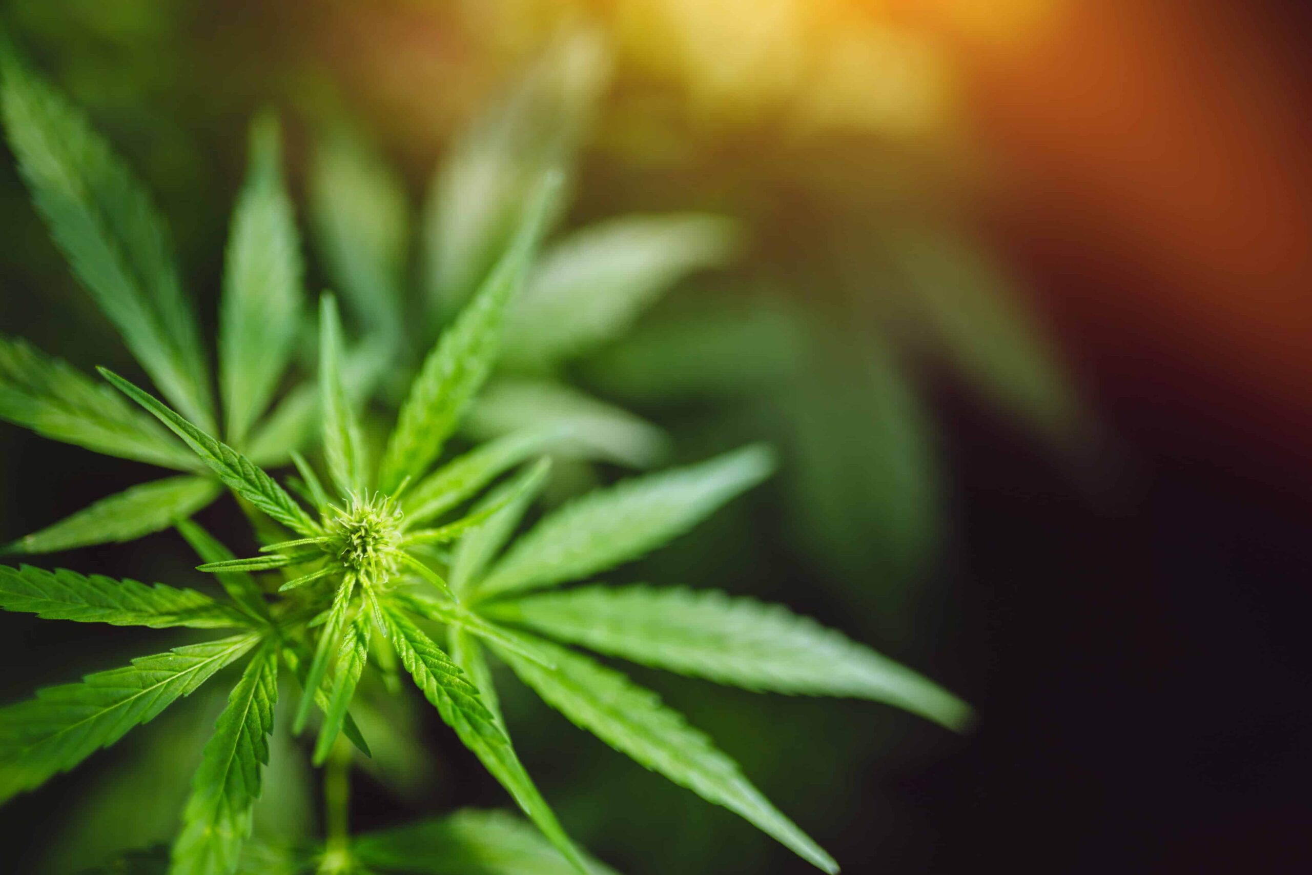 Un panel de la Florida House fait avancer un projet de loi visant à restreindre les cannabinoïdes du chanvre