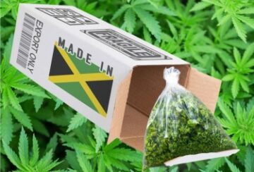 Zgadnij, który kraj właśnie sprowadził marihuanę z Jamajki do badań medycznych zatwierdzonych przez DEA? - Stany zjednoczone Ameryki