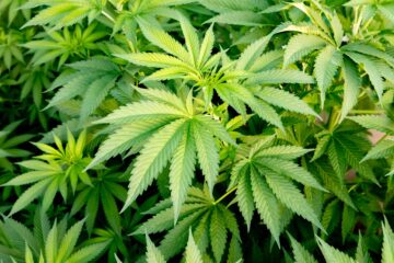アイオワ州議会議員が消費用麻製品を規制する法案を承認 |ハイタイムズ