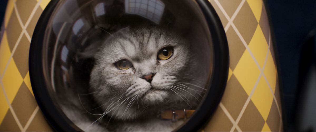 Um gato prateado olha irritado pela janela em uma mochila amarela em Argylle