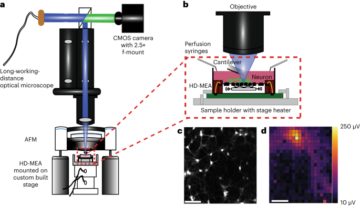 La estimulación mecánica y la monitorización electrofisiológica a resolución subcelular revelan una mecanosensación diferencial de las neuronas dentro de las redes - Nature Nanotechnology