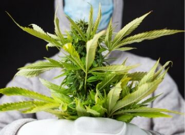 Le maire du Minnesota surpris en train de cultiver illégalement 240 plants de cannabis - Des élus pris au piège dans l'industrie du cannabis