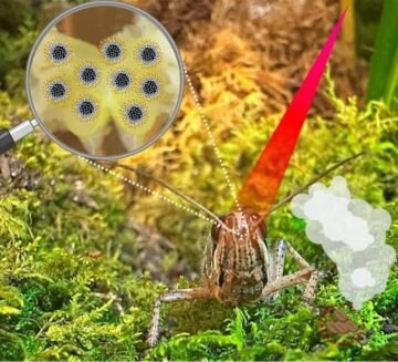 Nanopartikler forbedrer gresshoppers luktesans – Physics World