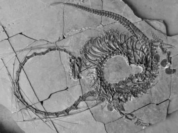 Paleontologer deler et komplett 240 millioner år gammelt "drage"-fossil