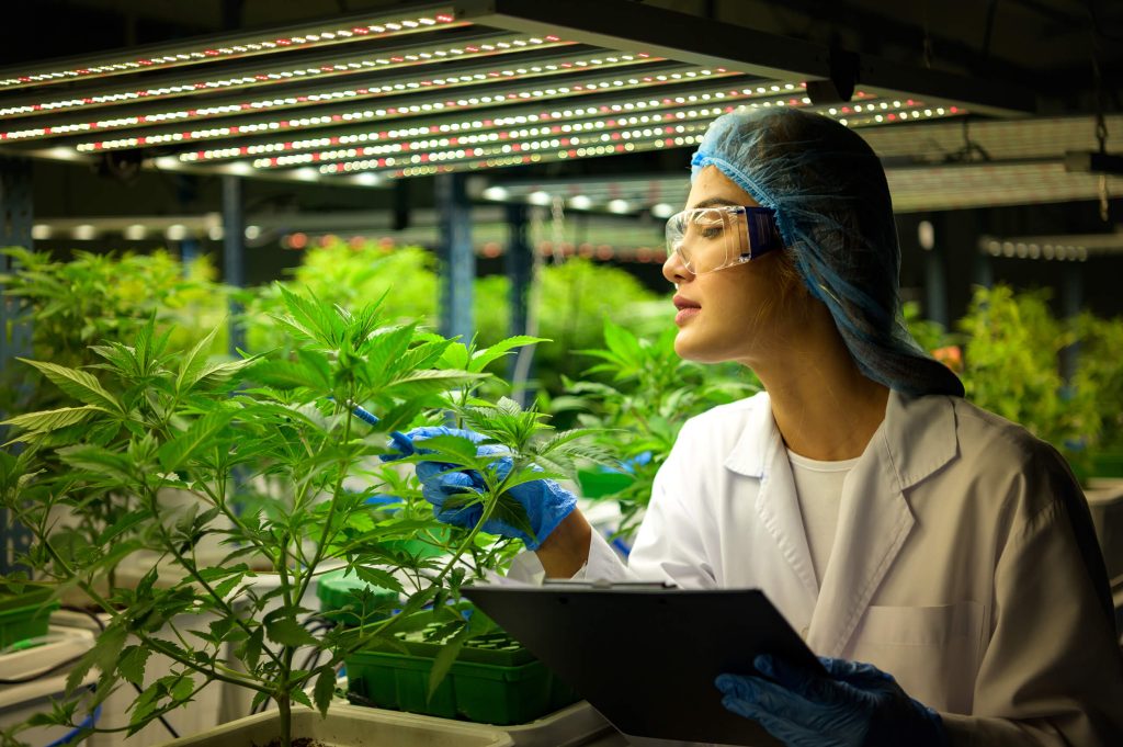 A woman in white coat, eyeglasses and blue gloves inspecting a cannabis plant indoors