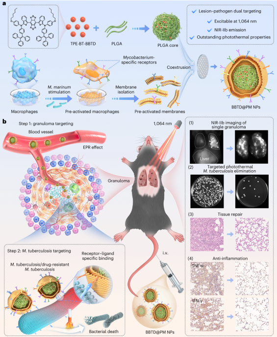 Photothermal therapy of tuberculosis using targeting pre-activated macrophage membrane-coated nanoparticles - Nature Nanotechnology
