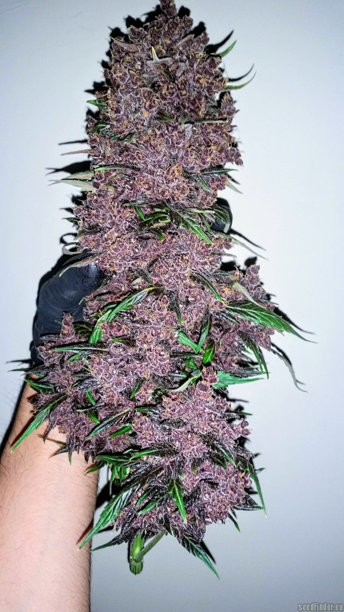 Cultural Impact of Purple Strains
