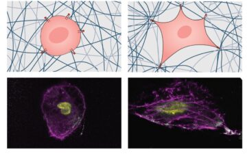 Zmieniacze kształtu: jak komórki reagują na sztywność mechaniczną 3D