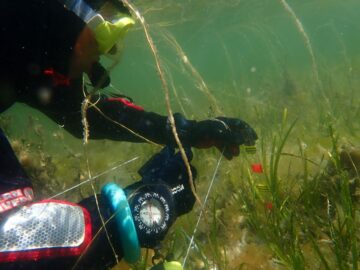 Undersökning avslöjar 185 hektar nyupptäckta sjögräsbäddar över hela Storbritannien | Envirotec