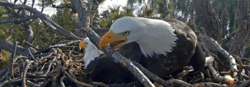 Gniazdo Big Bear Bald Eagle to kamera na żywo, którą często ogląda się na żywo