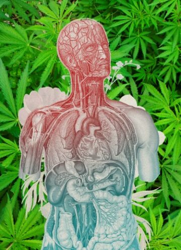 O efeito Entourage da Cannabis é 100% real - Novo estudo médico esclarece como os terpenos e os canabinóides interagem
