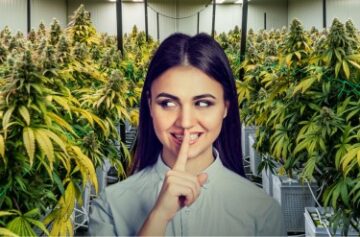 Den gode "Dirty Little Secret" om Weed - Cannabis hjelper mennesker med ADD og ADHD med å fokusere og få arbeidet gjort