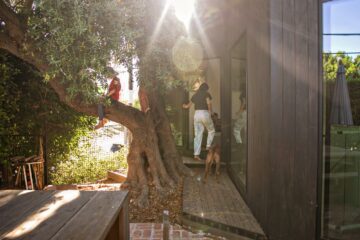 'De boom is de ziel van het huis': hoe het redden van een olijfboom een ​​moderne verbouwing inspireerde