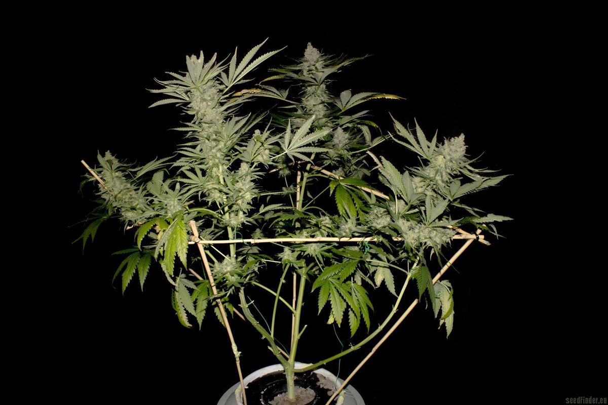 Cultivating Your Own: The Growing Journey of Old G Kush