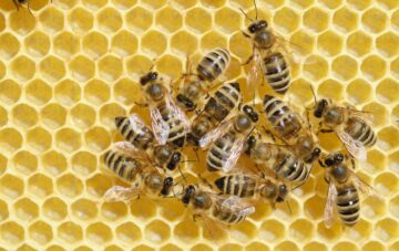 Pemerintah AS Menawarkan Jutaan Hadiah untuk Menemukan Pelaku Hive Ransomware