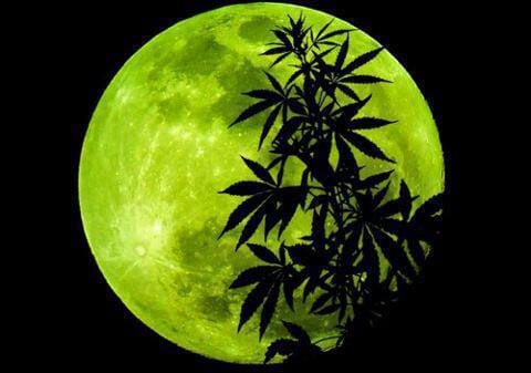 "2024 Lunar Calendar Guide for Cannabis Cultivation Success"