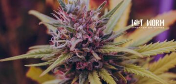 A Guide To Help You Purchase Quality Top-Shelf Cbd Flowers - IoT Worm