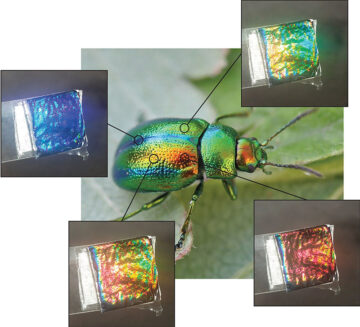 Karanlıkta yaşayan böcekler bize sürdürülebilir renklerin nasıl yapılacağını öğretiyor