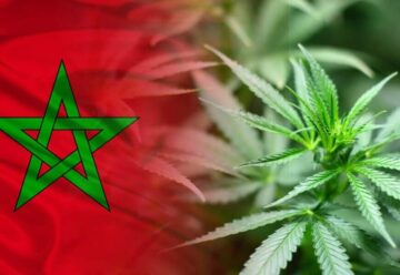 قانونی شدن شاهدانه بلدیا منطقه آلهوسماس مراکش را تقویت می کند