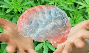 A cannabis reduz bastante as chances de Alzheimer e declínio cognitivo, de acordo com um novo estudo de pesquisa cerebral