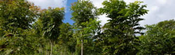 ক্লাইমেটটকস: বায়োকার্বন স্ট্যান্ডার্ডের সাথে দেখা করুন