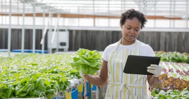 African American woman using tablet computer in greenhouse