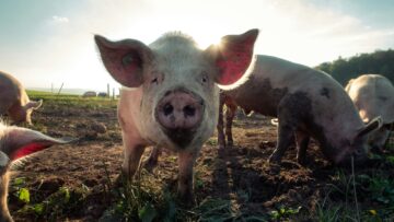 Il maiale CRISPRed potrebbe arrivare in un supermercato vicino a te