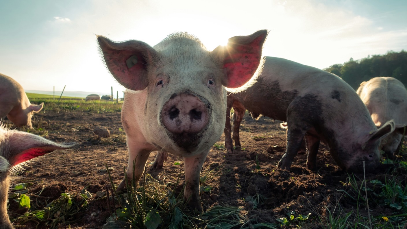 CRISPRed svinekjøtt kan komme til et supermarked i nærheten av deg