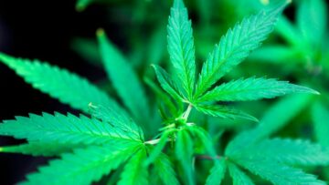 Cultivation Revolutionaries: Pioneering Spirits in Marijuana Growth