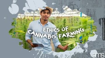 Etisk cannabisodling och feminiserade frön: En omfattande guide
