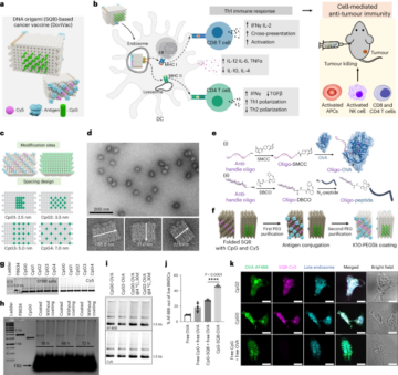 Fine tuning of CpG spatial distribution with DNA origami for improved cancer vaccination - Nature Nanotechnology