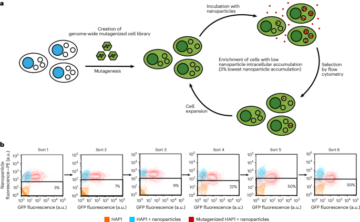 Genome-wide forward genetic screening to identify receptors and proteins mediating nanoparticle uptake and intracellular processing - Nature Nanotechnology