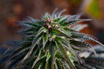 Le Sénat hawaïen approuve à une écrasante majorité le projet de loi sur la légalisation du cannabis pour l’usage des adultes