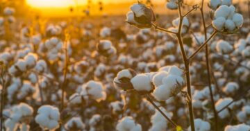 Hvordan motegiganter takler vannrisiko i bomullsforsyningskjeder | GreenBiz