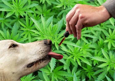 correct dosages of cbd for dogs