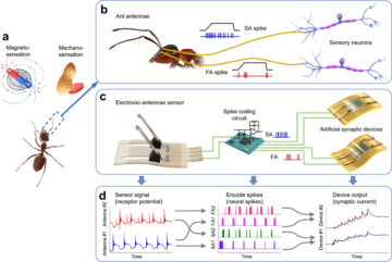 Insect-inspired antennal sensory system excels in tactile and magnetic perception