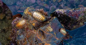 Mollusk Eyes paljastaa, kuinka tuleva evoluutio riippuu menneisyydestä | Quanta-lehti