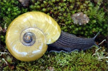 Native snails heading for extinction